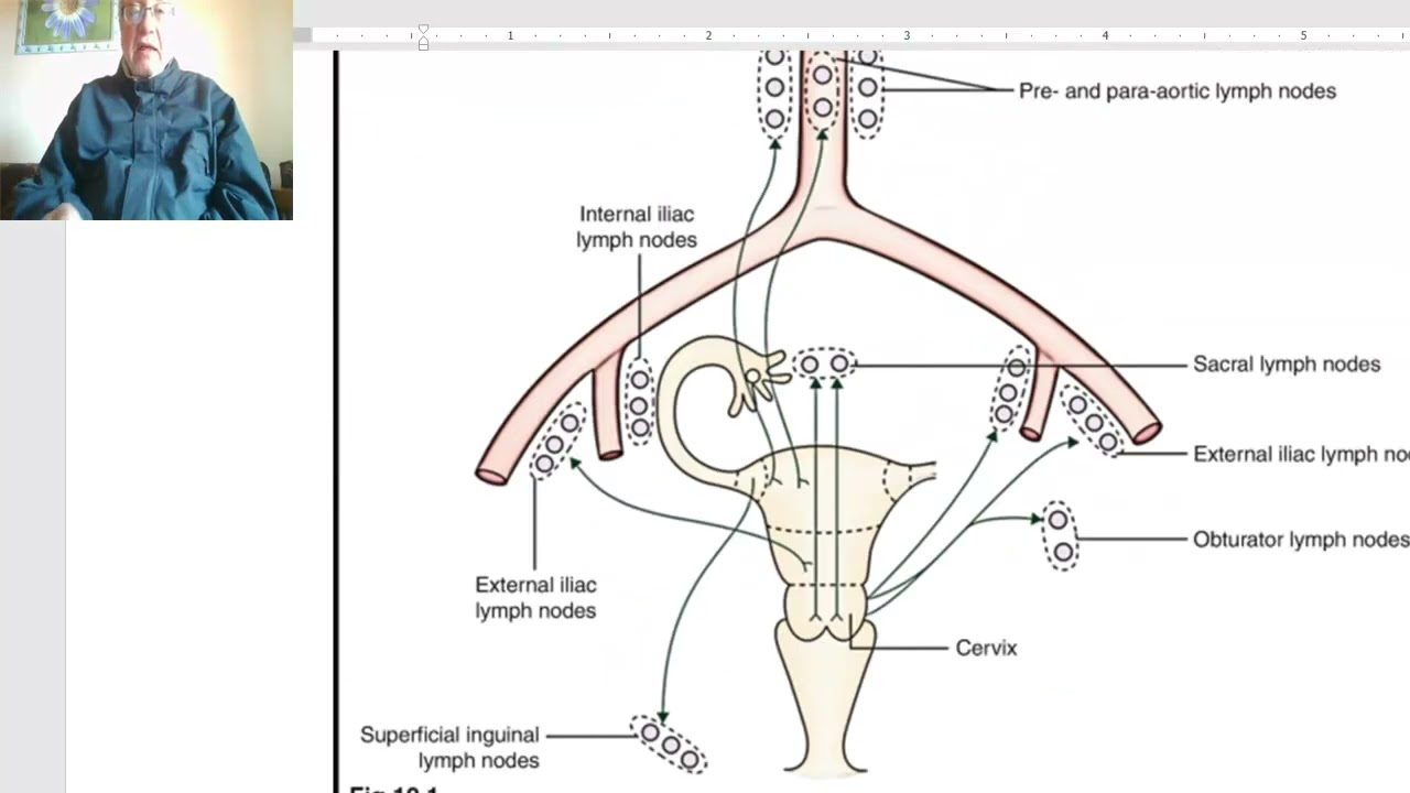 Anatomy of female genital system in Arabic 2023 ( Uterus , part 3), by Dr.Wahdan