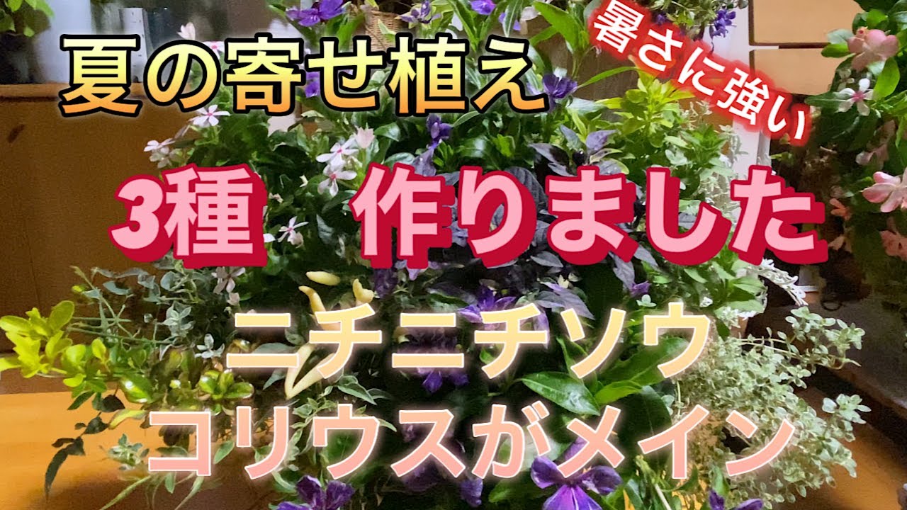 【夏の寄せ植え3個作りました】大人の寄せ植え　シックでお洒落、いつまでも見ていたい。ガーデニング
