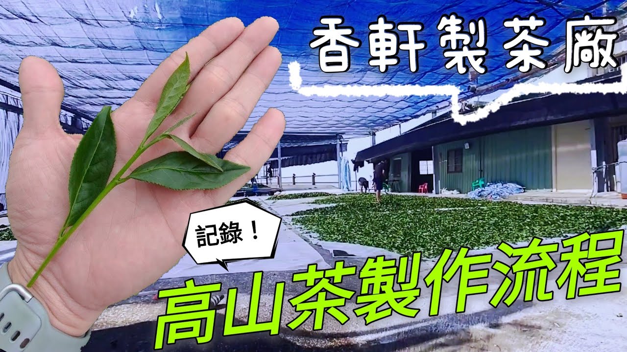製茶 |高山茶製作過程 |「香軒製茶廠」Production of Taiwan High Mountain Tea