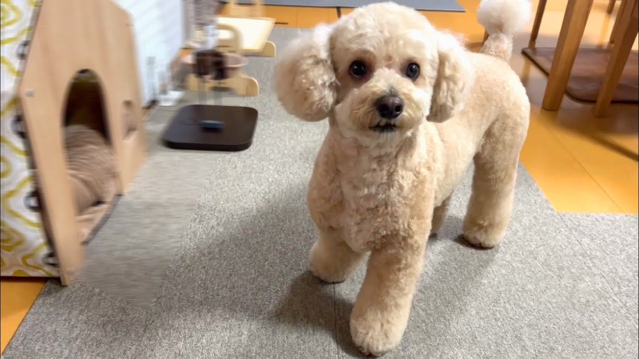 自分で隠した骨ガムの場所がわからなくなってオロオロする大きいトイプードル【デカプー】【トイプードルのロアくん】【toy poodle】