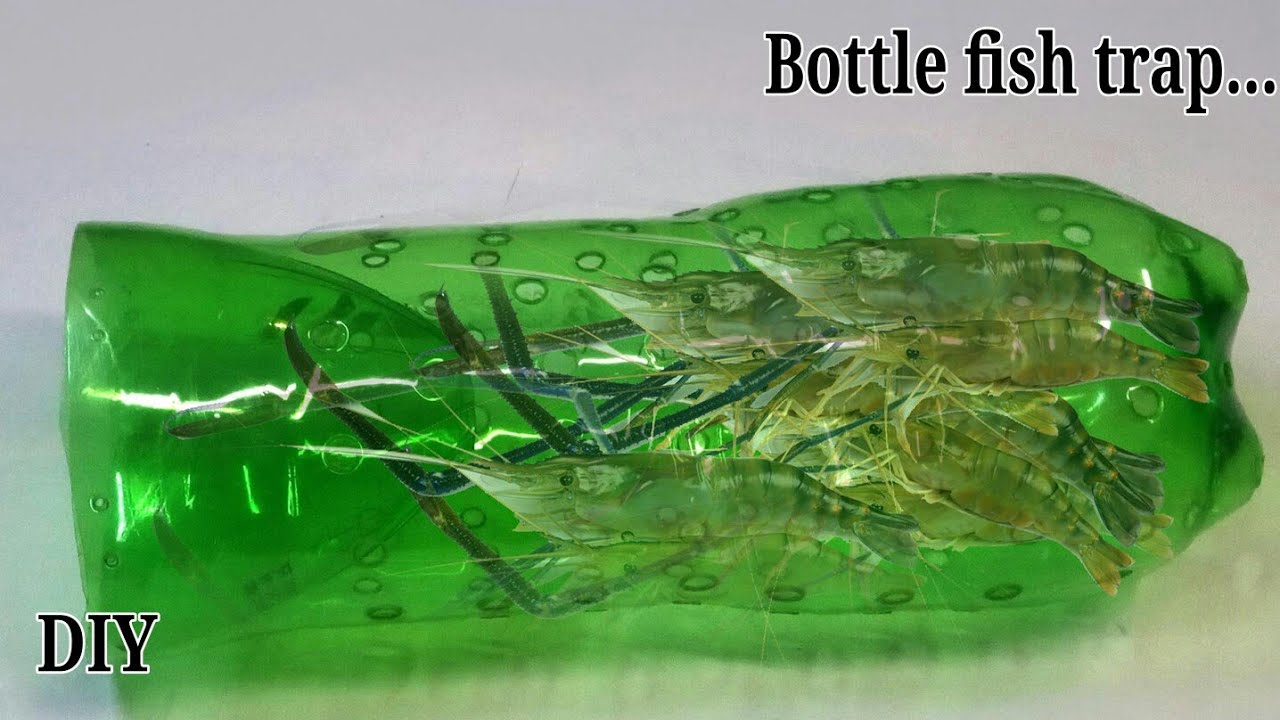 how to make a fish trap using bottle