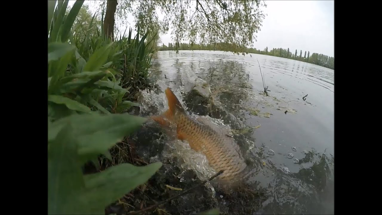 Fraie des carpes au Lac du Pays M&ecirc;lois
