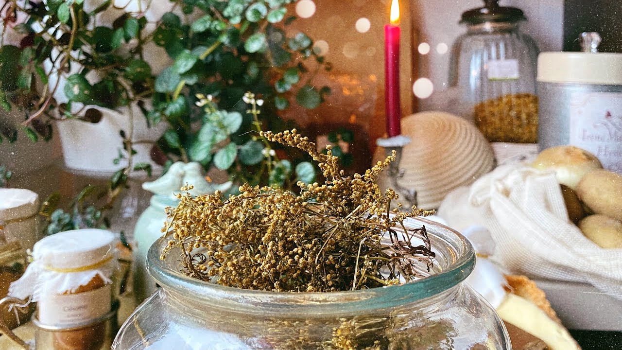 ARTEMISA ANNUA / AJENJO DULCE  [Artemisa annua] 🌿  Marite Rosmarinus