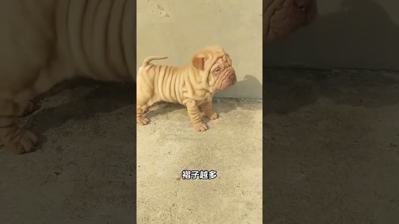 Shar Pei 沙皮狗 #sharpei #沙皮狗 #狗狗 #動物 #animals
