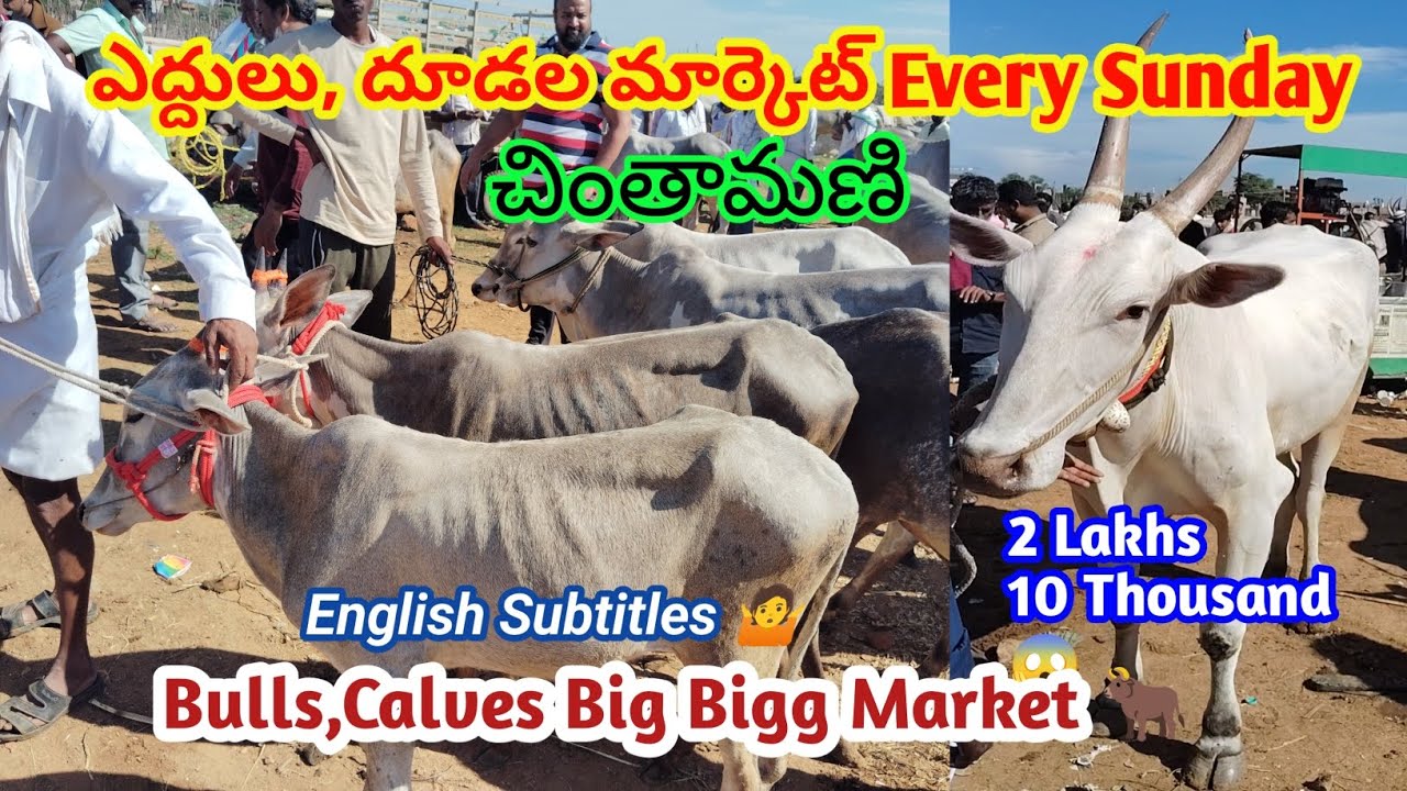 Chintamani Bulls Market Every Sunday | 20 Thousand To 2 Lakhs Bulls | Mohan Crazy Vlogs