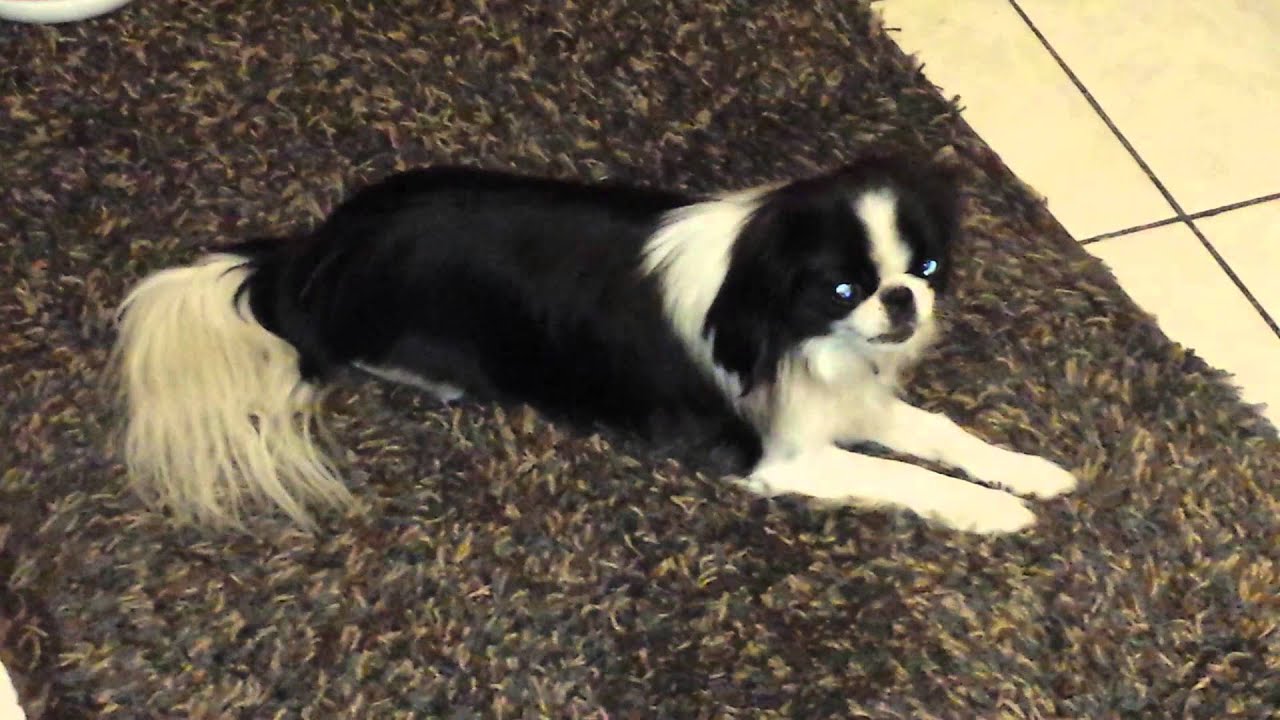Japanese Chin wants to go for a ride