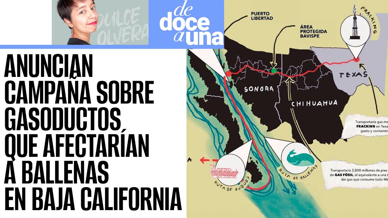 #DeDoceAUna ¬ ONG’S piden frenar proyecto de gasoductos que arriesga a ballenas de Baja California