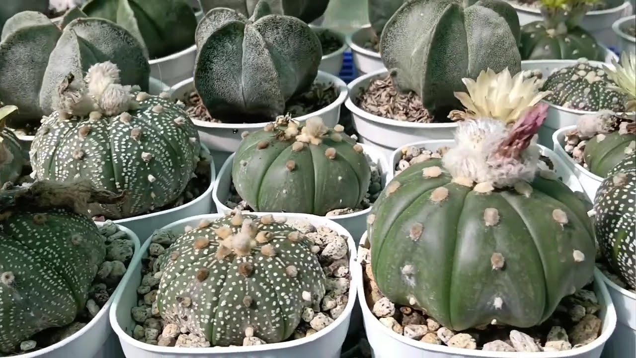 Astrophytum Asteria From Seeds