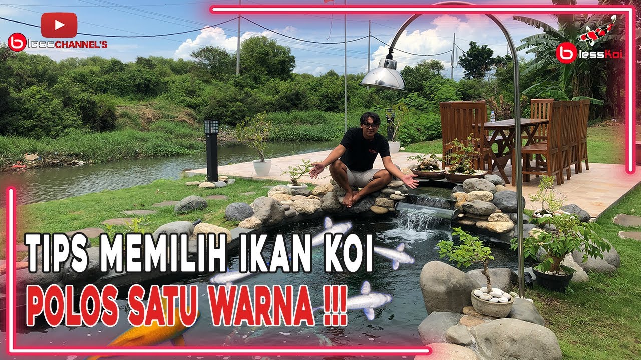 TIPS MEMILIH IKAN KOI POLOS SATU WARNA ❗❗❗