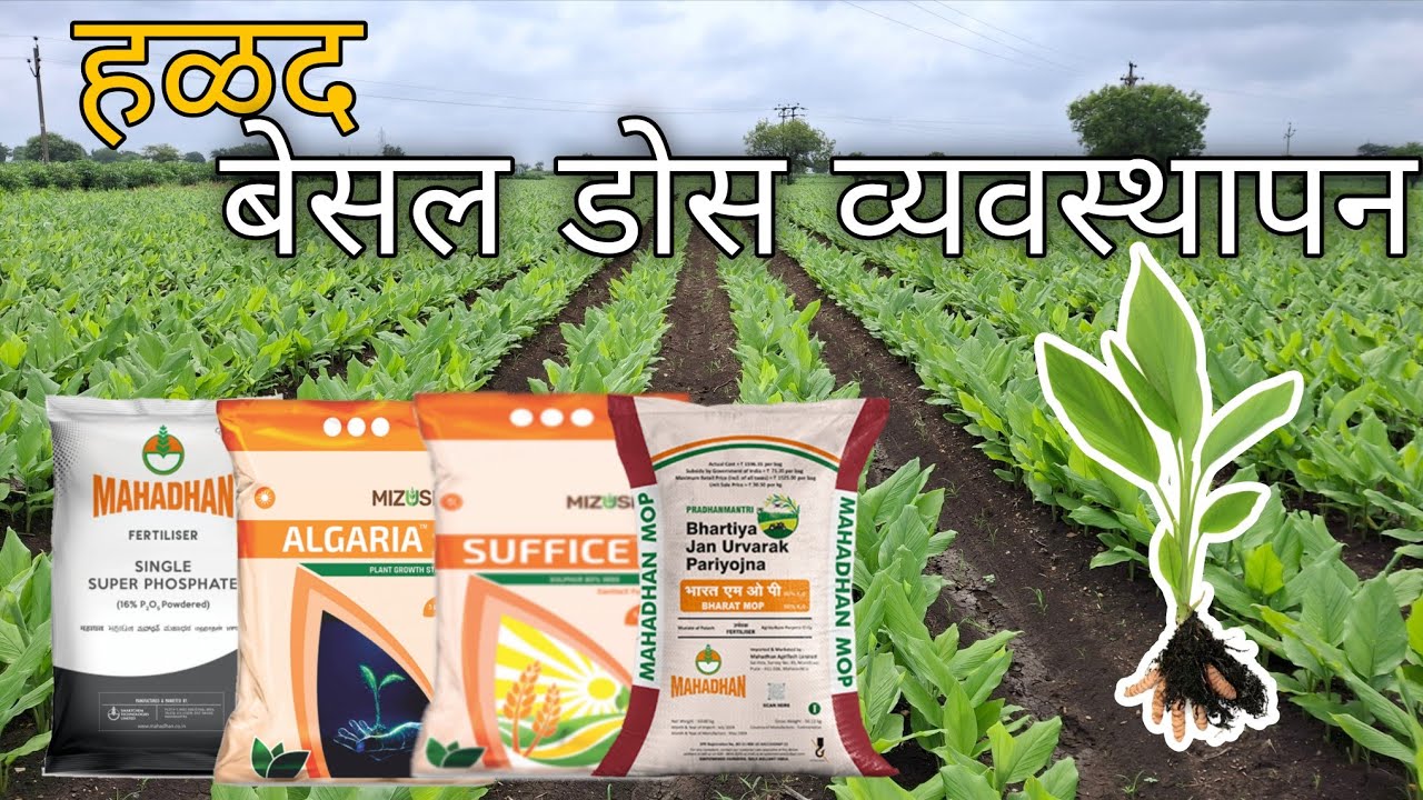 हळद पिक बेसल डोस व्यवस्थापन | Halad Besal dose vyavasthapan | Ashwin Lohate