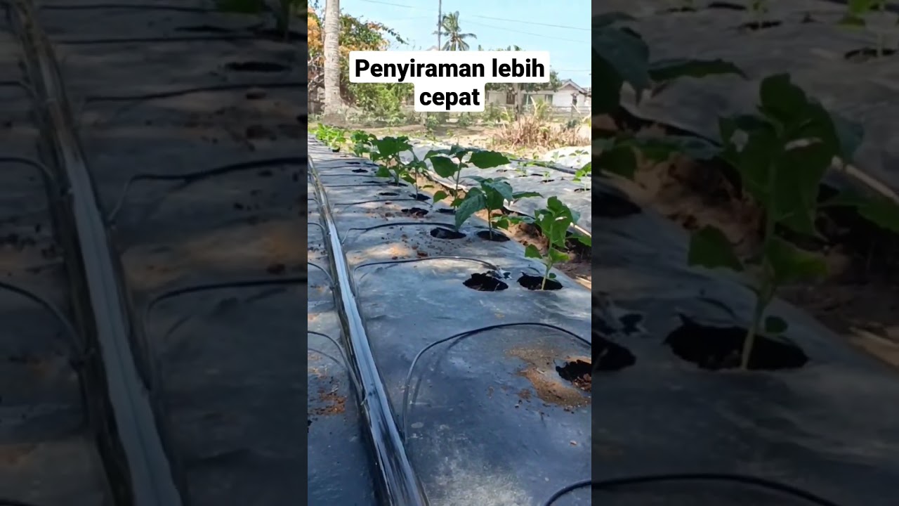 Pasang selang drip siram cabai #agriculture #agriculturefarming #chilli #cabaiori212