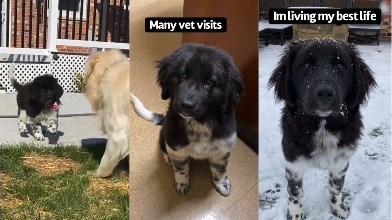 Puppy's First 6 Months