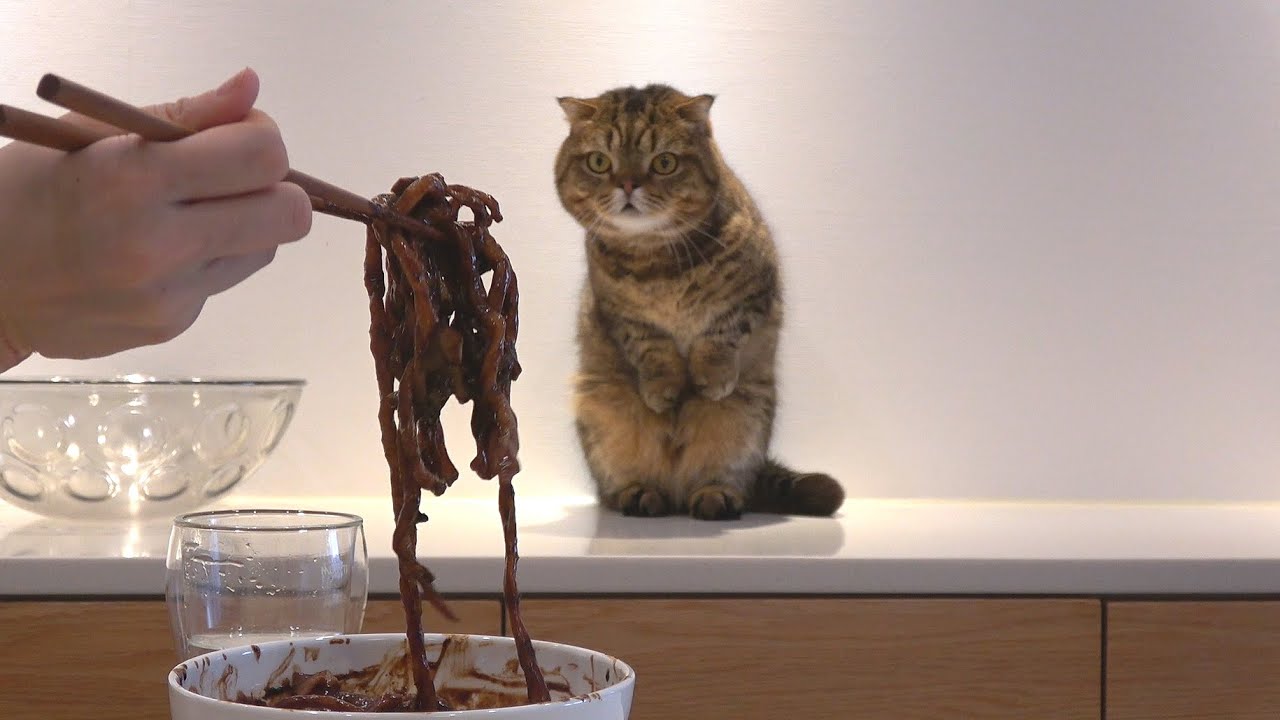 루루의 잃어버린 동생을 찾았습니다! 수타짜장면🍜