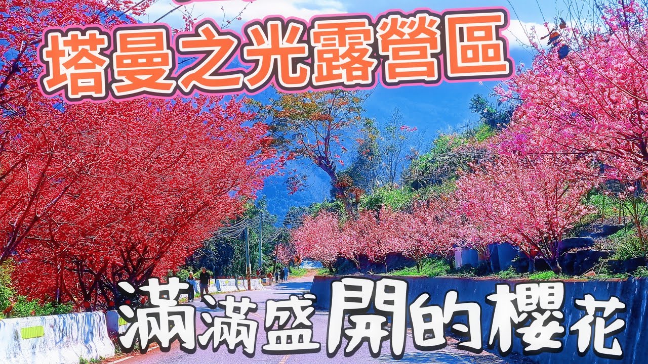 🏕菜鳥露營第九露｜ 桃園拉拉山⛰️塔曼之光露營區
