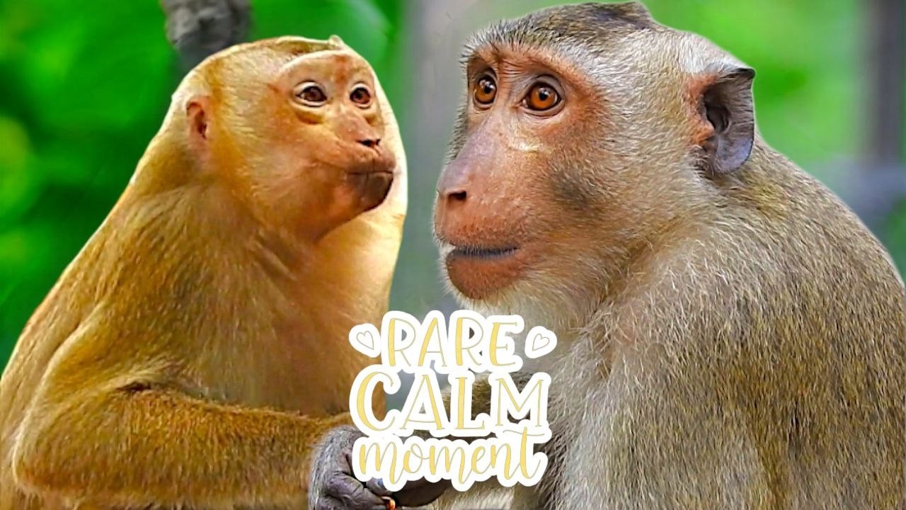 A Rare Monkey Bonding Moment! BRADY Completely Relaxed with AMANDA’s Comfort