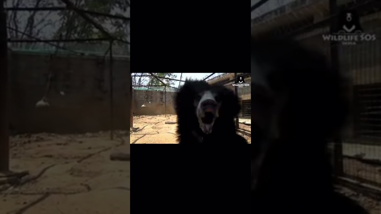 This is a Sloth bear, which in India is more feared than tigers for its violent nature