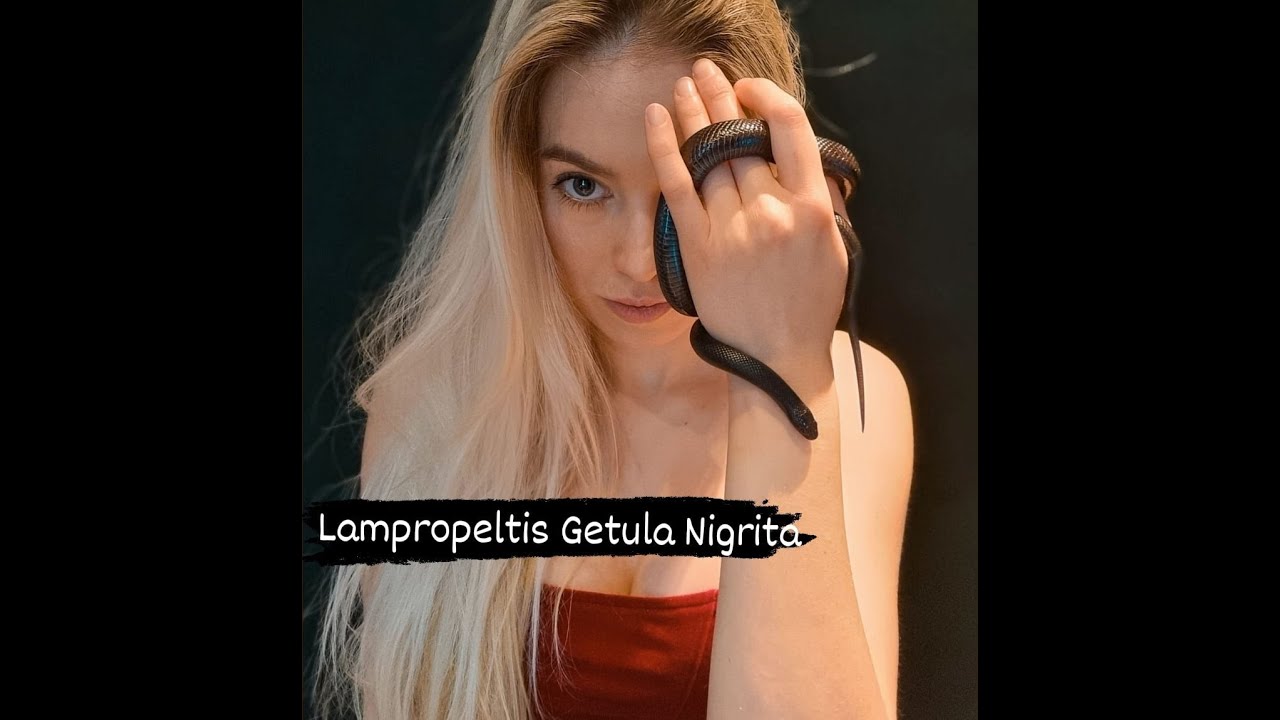 Lampropeltis Getula Nigrita .Kr&oacute;tkie info hodowlane + moje spostrzeżenia na temat tego gatunku