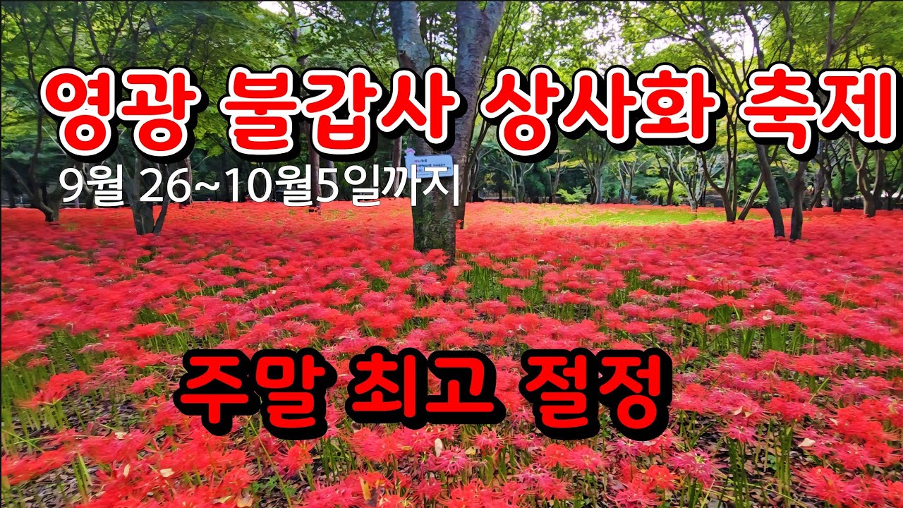 불갑사 상사화 축제 개막!#상사화축제#영광 불갑사#꽃무릇