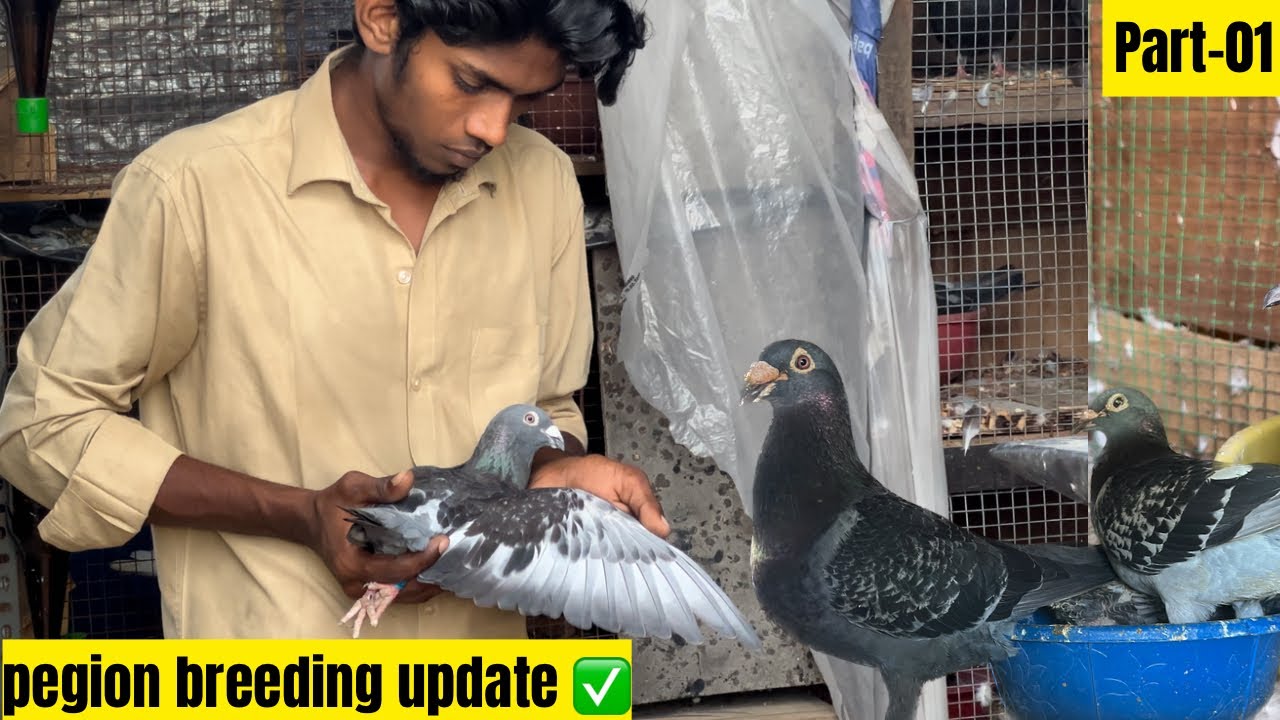 Pegion breeding update 🐣🤩| Homer pegion | #breedingtips #pigeon #tamil #kabootar