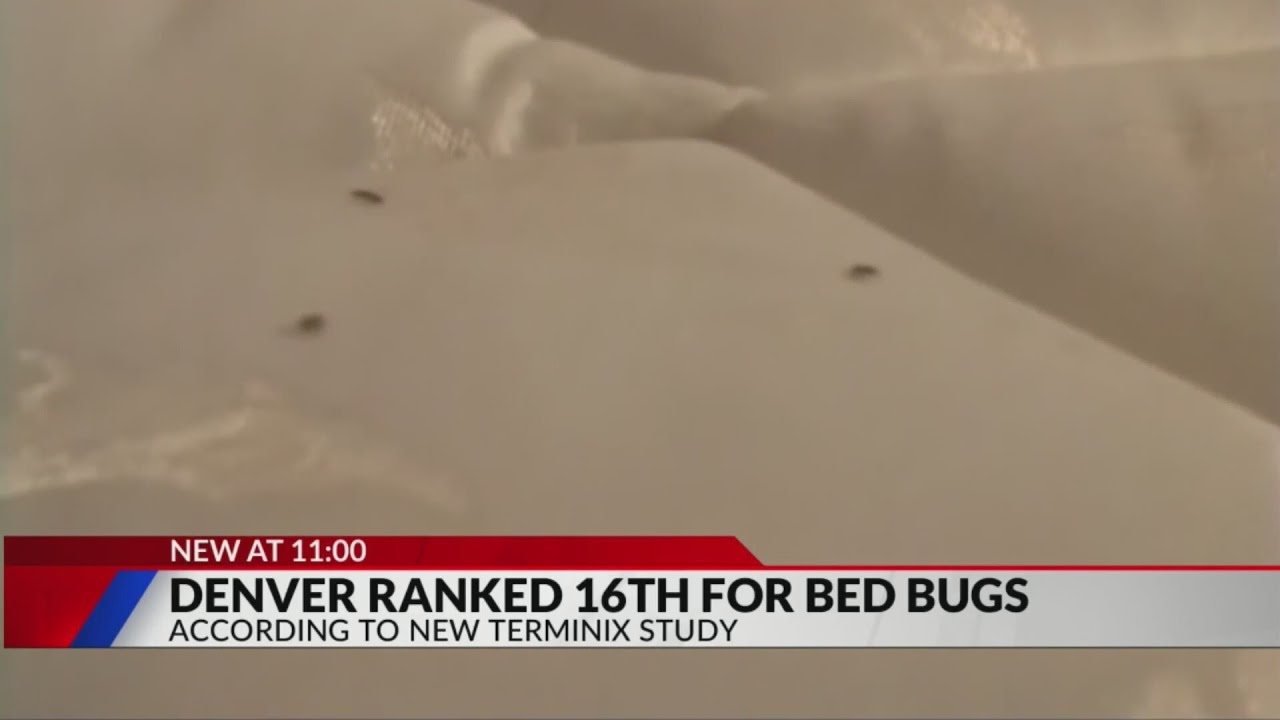 Denver ranks among top 20 cities for bed bugs: List