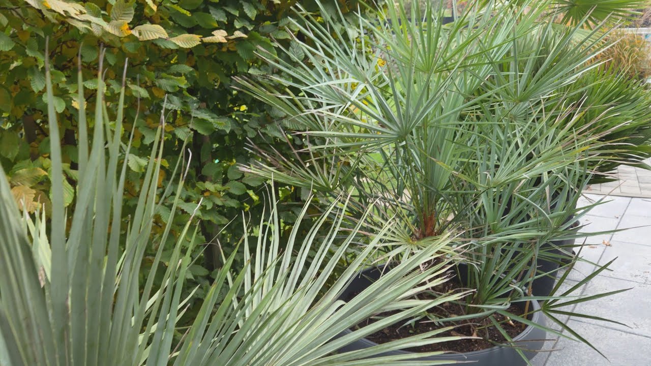 Aktualizacja po długim, deszczowym okresie – nowe siewki Sabal Palmetto 🌴 (11.10.2025)