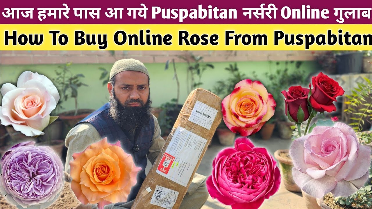 How To Buy Rose Plant Online💯Online Rose Plant Shopping From Puspabitan💯