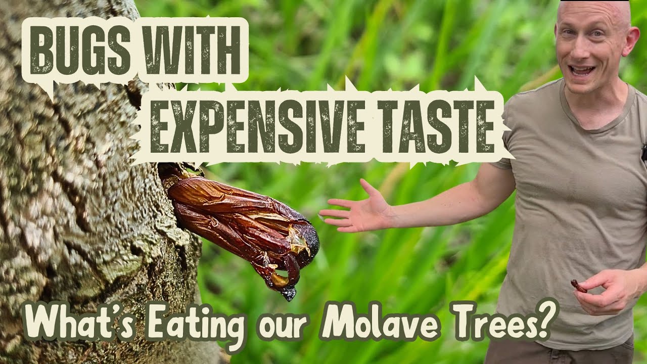 🇵🇭🌳Much Excitement Over a Boring Insect in our Molave Tree 🌳🇵🇭