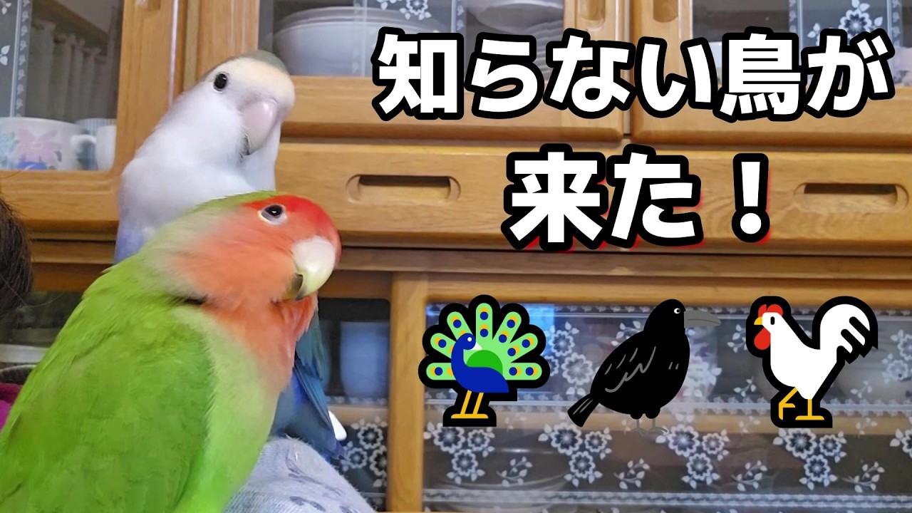 【コザクラインコに色んな鳥の鳴き声を聞かしてみた結果】#コザクラインコ#インコ#lovebirds