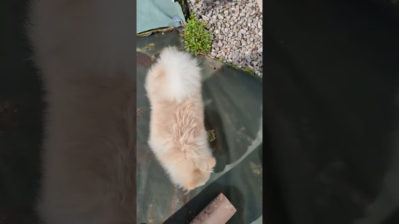 いたずら大好きパピー　草食べまくり　その２　#パピー  #puppy #pomeranian  #ポメラニアン