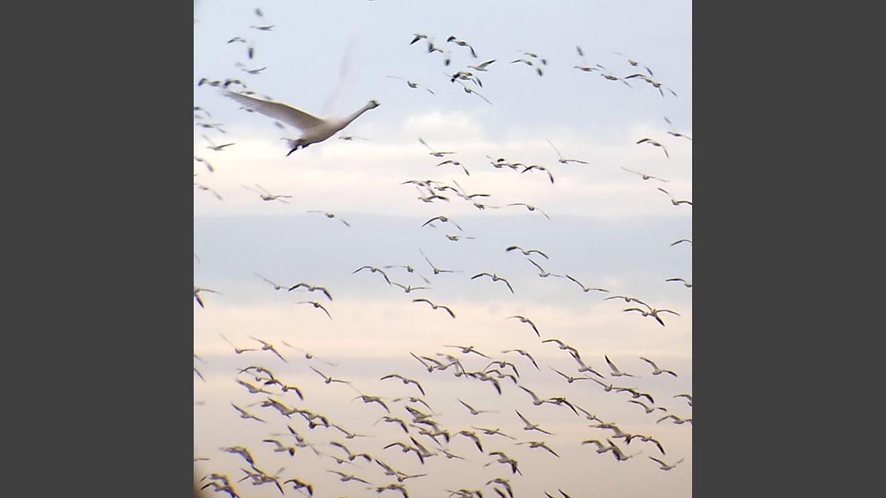 Migration (feat. Mark Stunkle & Harriet Barnes-Duke)