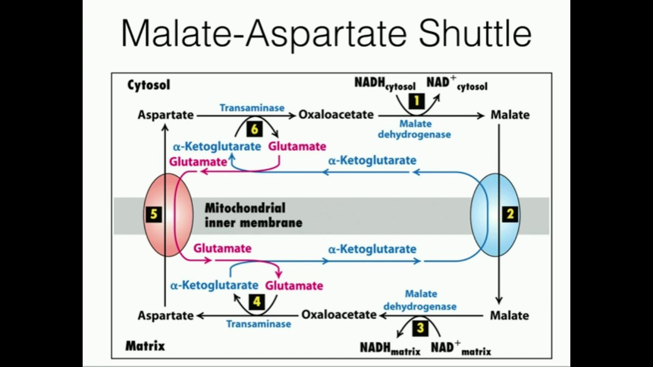 Malate-Aspartate Shuttle: Mitochondrial NADH Transport