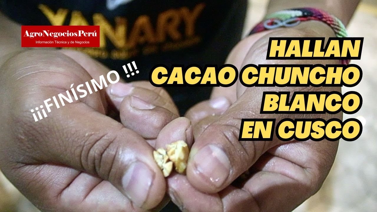 En Cusco (Echarati) tienen cacao chuncho blanco, una variedad rarísima y de muy alto valor
