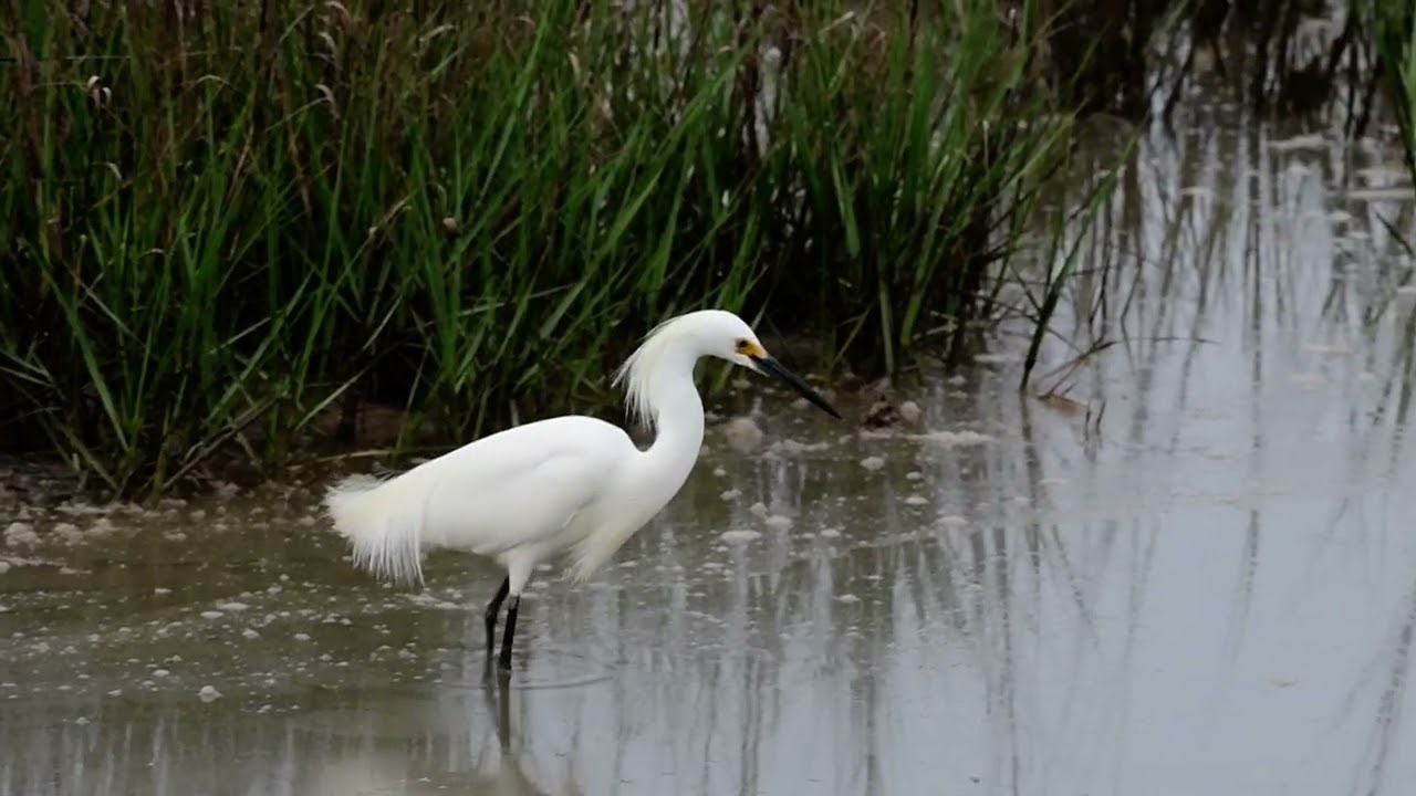 Snowy Egret on the hunt in Brazoria County Texas