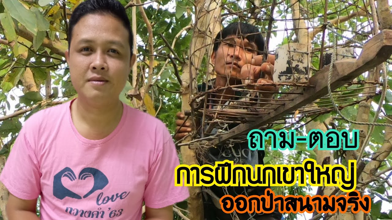 การฝึกนกเขาใหญ่ออกป่าสนามจริง
