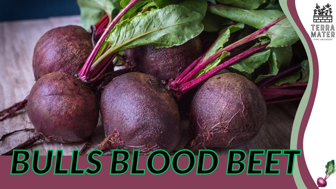 Exploring BULLS BLOOD BEET in 2 Minutes | (Beta vulgaris)