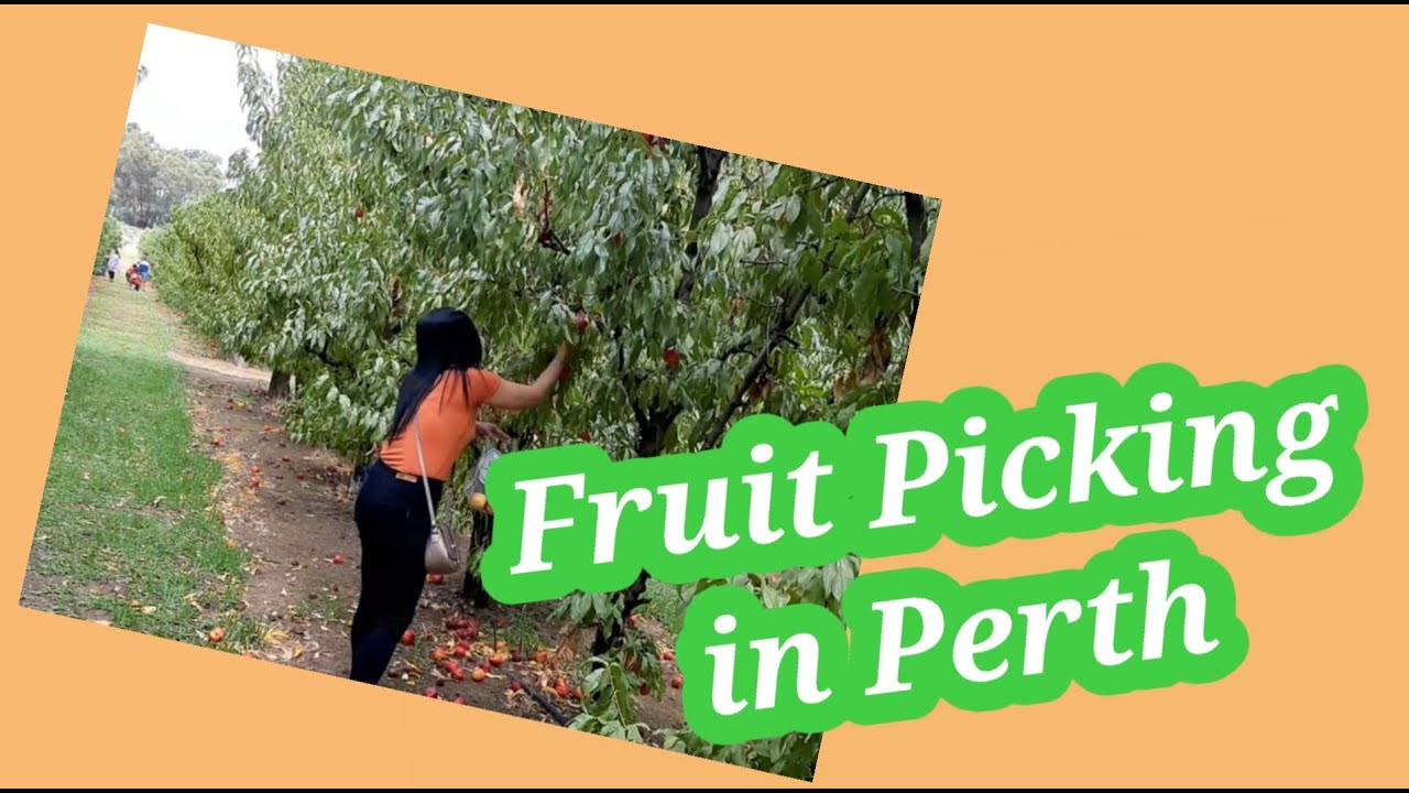 Fruit Picking in Perth
