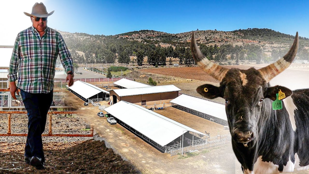 Recorrido por RANCHO BARRIGA para mostrarles nuestros NUEVOS TOROS