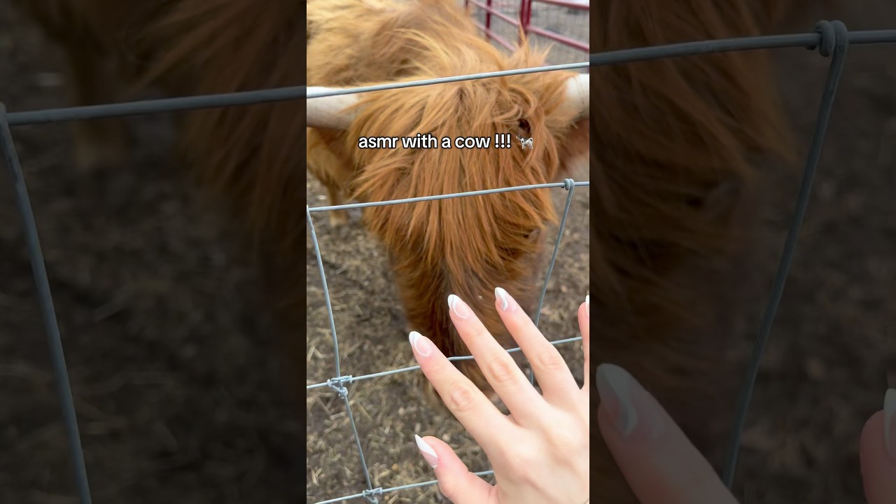Highland cow does ASMR for the first time !!!! 🐮🤠
