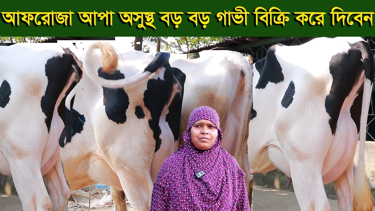 আফরোজা আপা অসুস্থ্য বেশি দুধের কিছু গাভী ছেড়ে দিবেন dairy farm