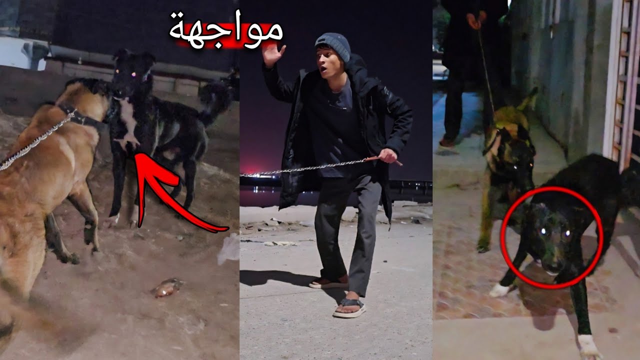 خروج زورو للشارع.. مواجهة شرسة مع الكلاب السائبة! 😱