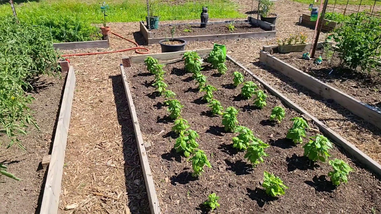 Kansas garden tour June 24th 2020
