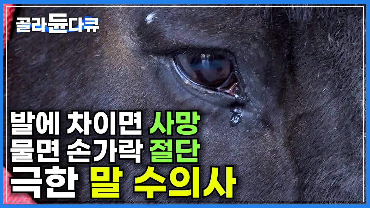 말 1,400마리에 말 수의사는 단 6명뿐, 500kg의 말을 수술대에 옮기는 것부터가 난관! 거구인 말의 생명을 책임지는 말 수의사ㅣ대동물 진료부터 수술까지ㅣ극한직업ㅣ#골라듄다큐