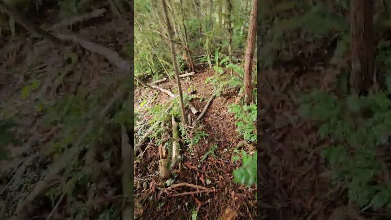 Klamath California drive thrue tree tour!