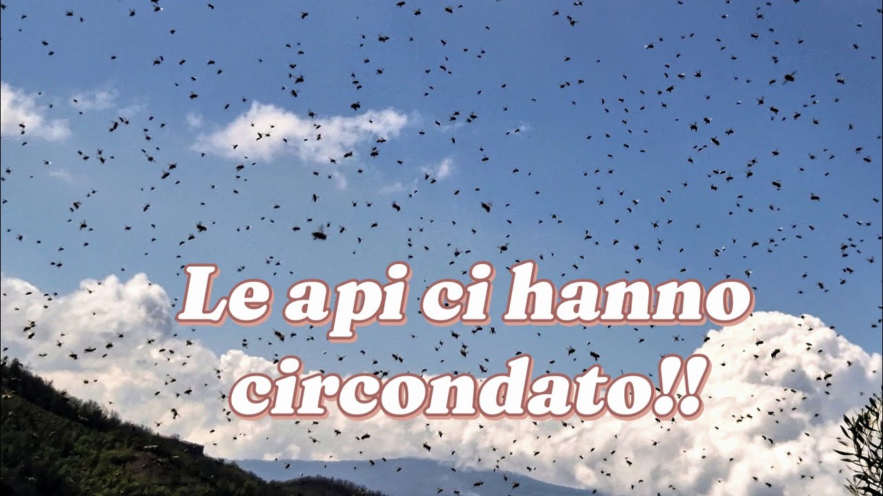 Come sciamano le api. Che spettacolo!