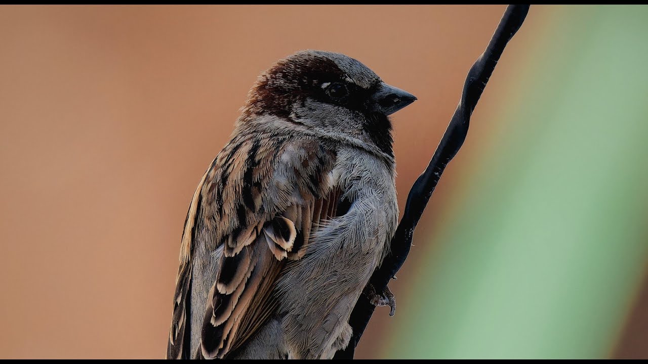 Весенняя фотоохота | 4k 10bit | Canon R10 + RF 100-400