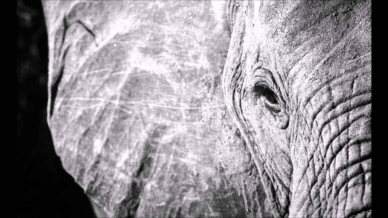 Sir John - White Elephant