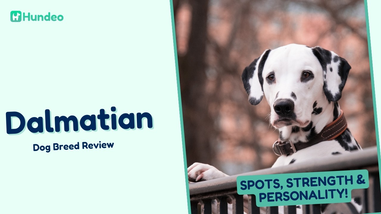 Dalmatian Dog Breed Review: Secrets, Spots, Strength & Personality!