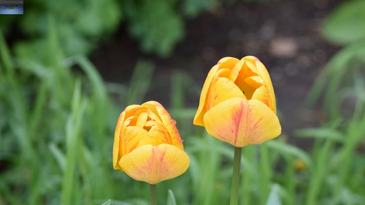 Nature Mein Gartenjahr 2016 in 4K