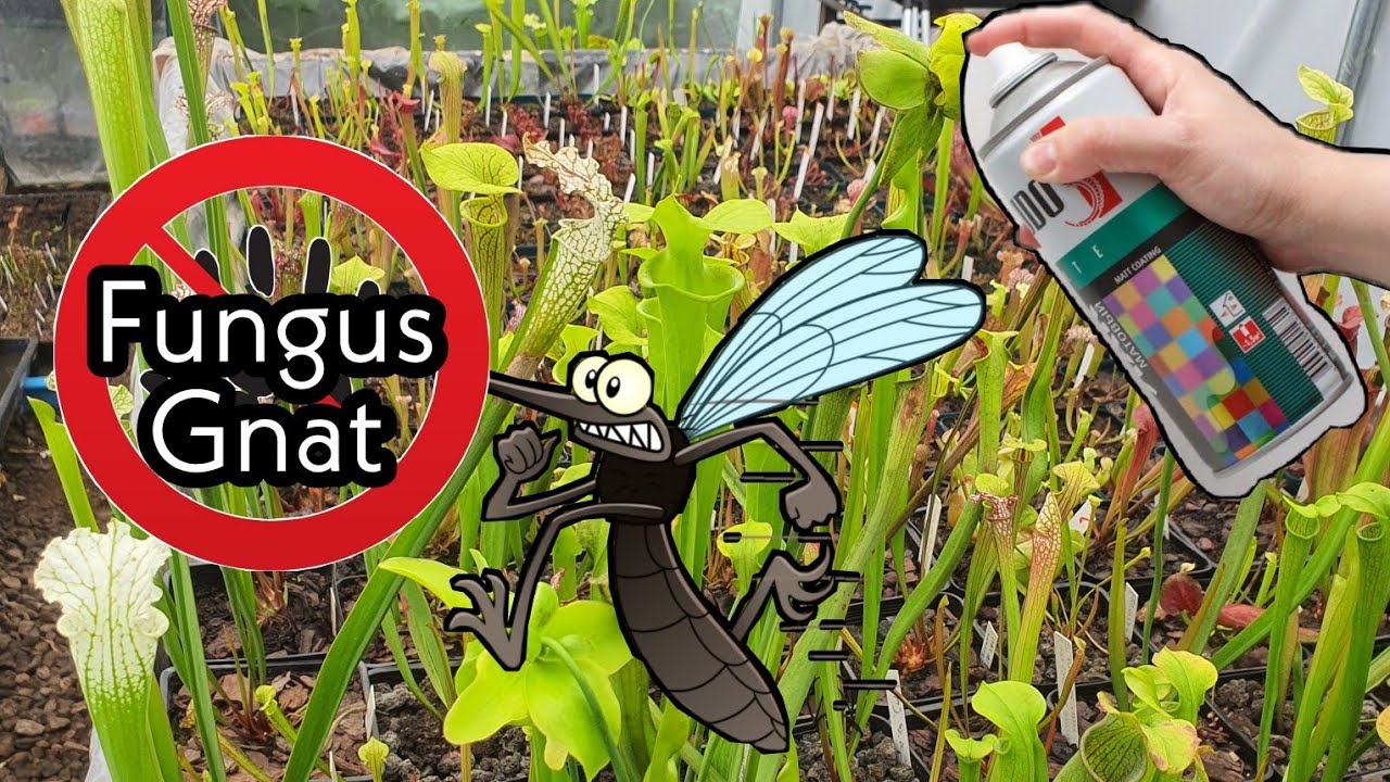 ¿Cómo eliminar las plagas de mis plantas carnívoras?