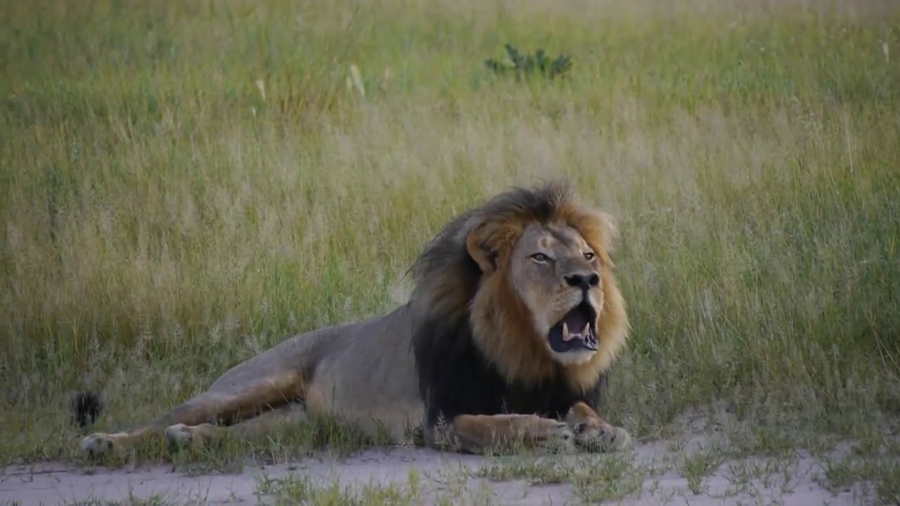 Cecil's Roar